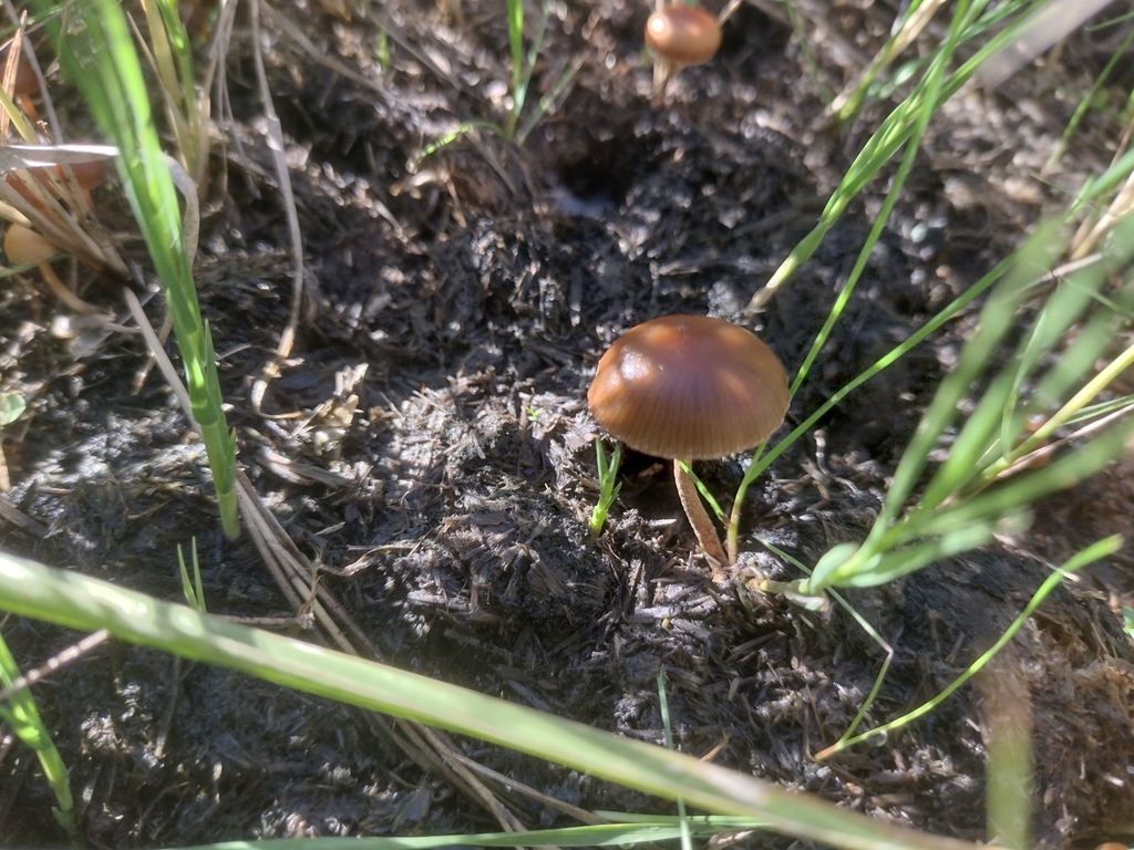 Deconica coprophila · May 2025 · photo: © lechuzoologo (iNaturalist, cc-by)