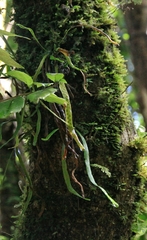 Notogrammitis angustifolia