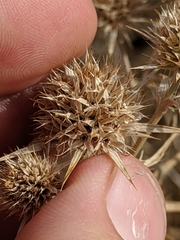 Eryngium jepsonii