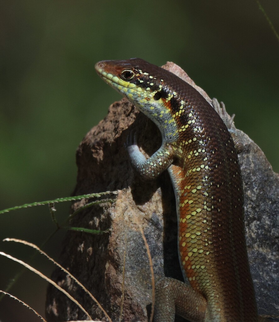 Beautiful Skink