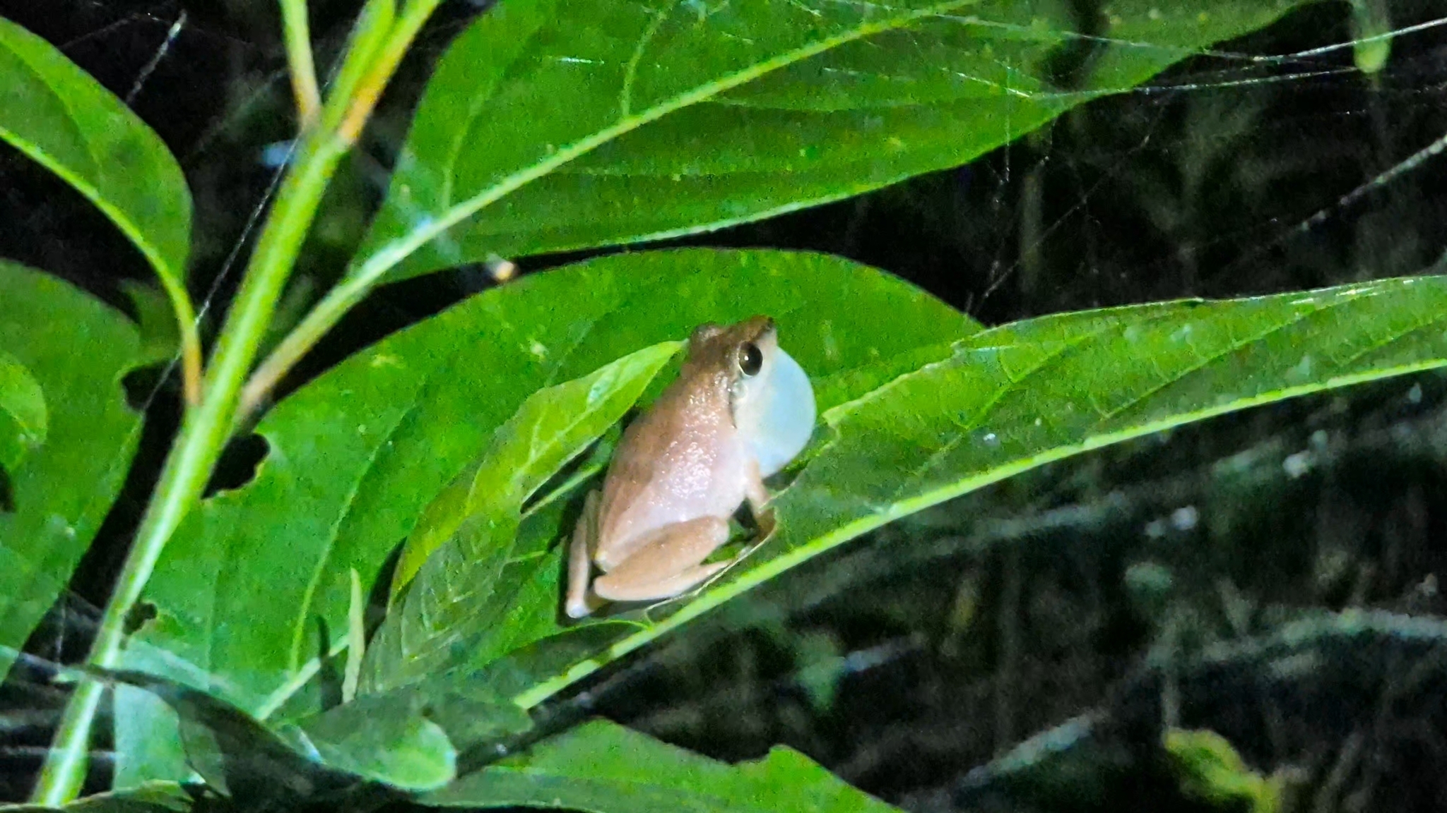 Wynaad Brown Eared Shrub Frog