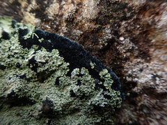 Pannaria athroophylla