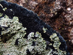 Pannaria athroophylla