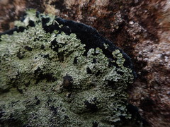 Pannaria athroophylla