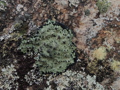 Pannaria athroophylla