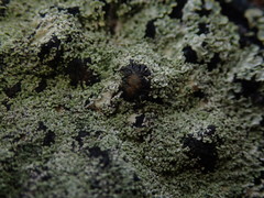 Pannaria athroophylla