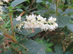 Clethra barbinervis