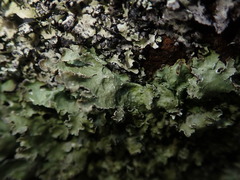 Pseudocyphellaria corbettii