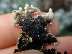 Pseudocyphellaria corbettii