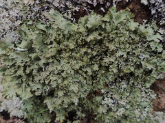 Pseudocyphellaria corbettii