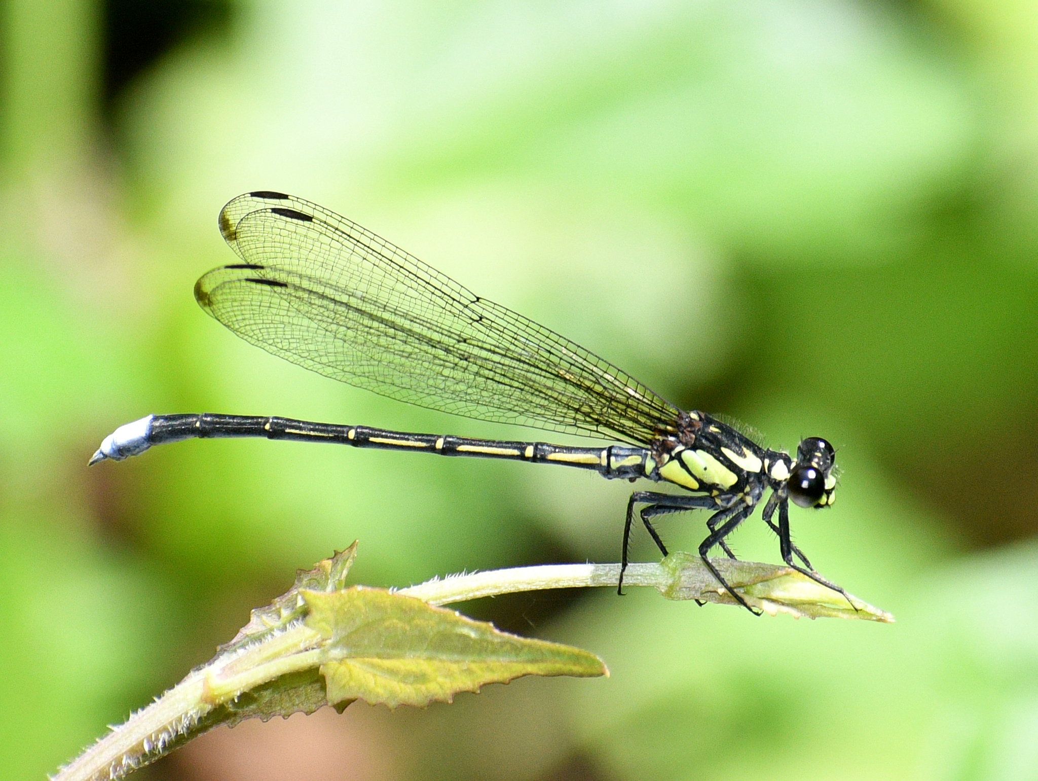 Himalayan Mountaindart