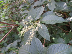 Clethra barbinervis