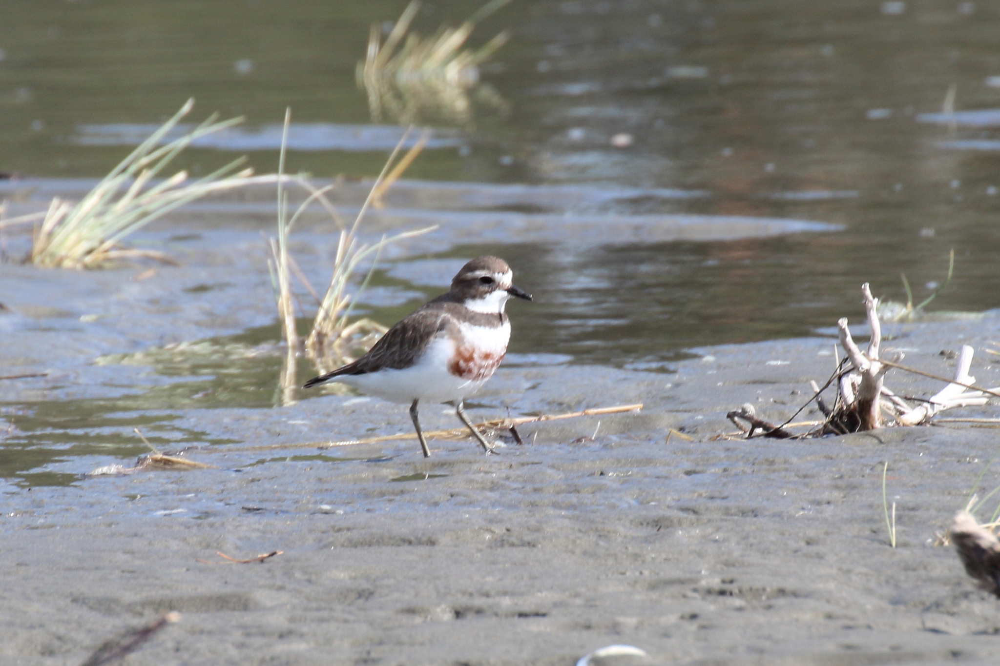 Anarhynchus bicinctus bicinctus