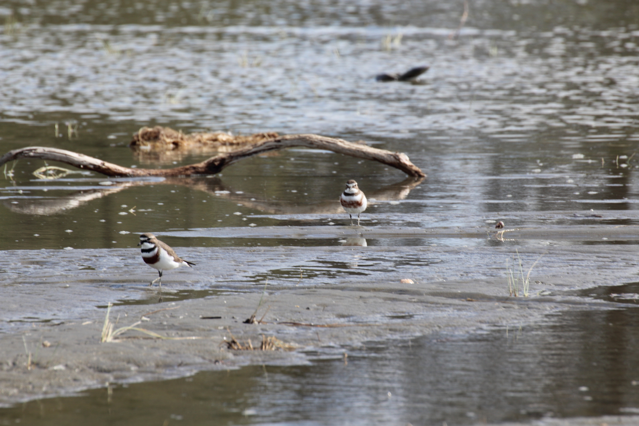 Anarhynchus bicinctus bicinctus