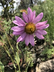 Iostephane heterophylla
