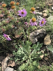Iostephane heterophylla