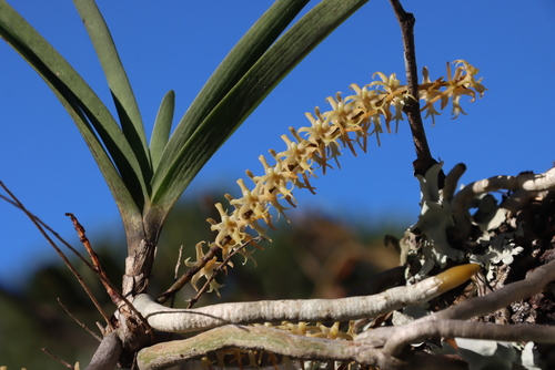 Threetail Trident Orchid (Tridactyle tricuspis)