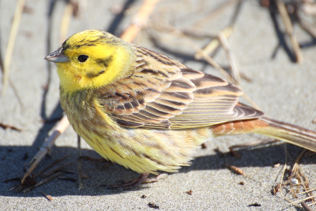 Bruant jaune