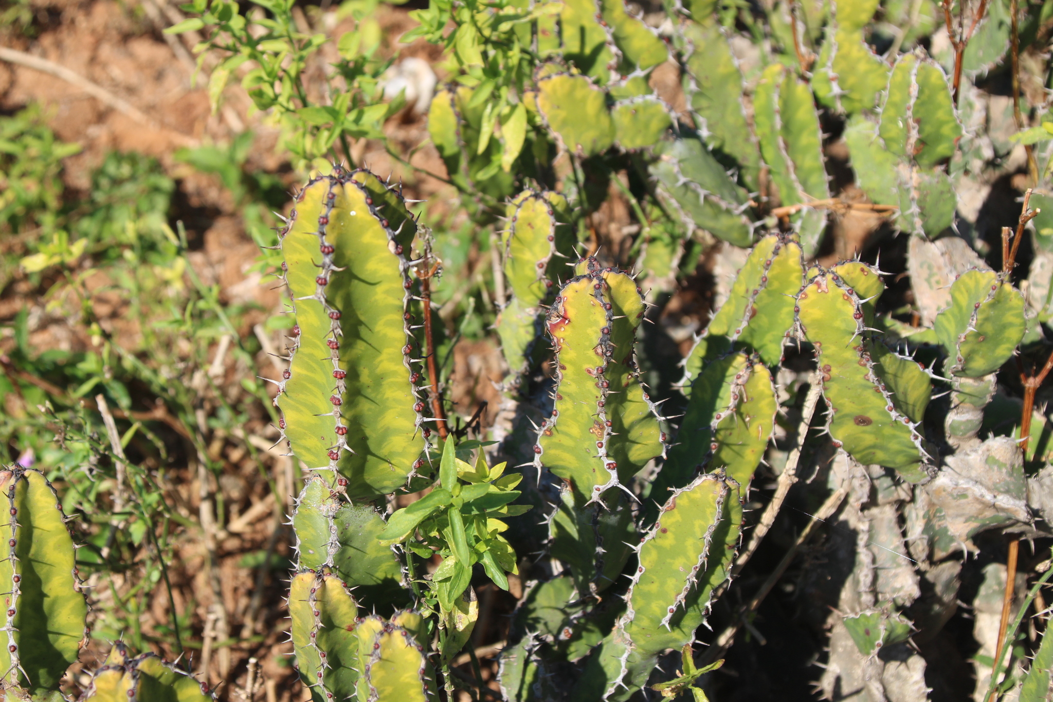 Candelabra plant