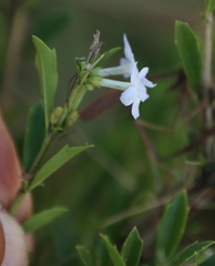 Freylinia tropica, photograph (c) Tony Rebelo, some rights reserved (CC BY-SA)