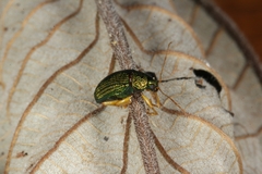 Colaspis lebasi