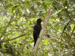 Cacicus chrysonotus