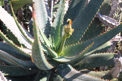 Aloe mudenensis