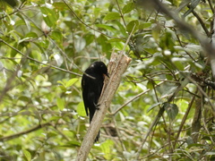 Cacicus chrysonotus