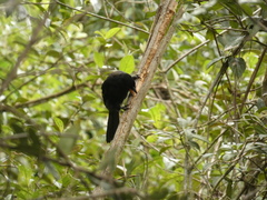 Cacicus chrysonotus