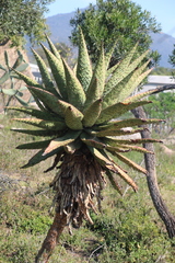 Aloe spectabilis, photograph author not stated, no rights reserved