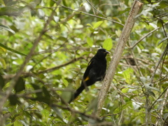 Cacicus chrysonotus