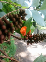 Erythrina breviflora