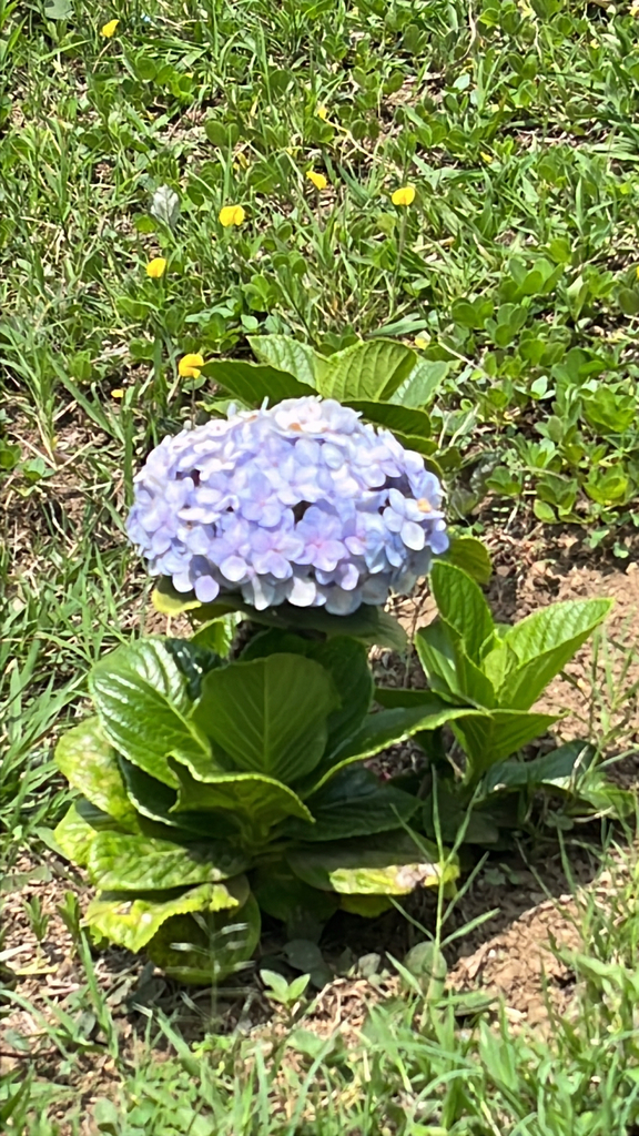 Hydrangea