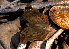 Junonia goudotii