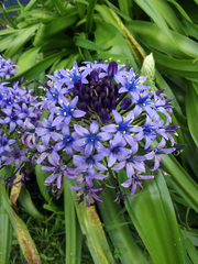 Scilla peruviana