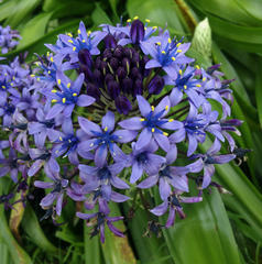 Scilla peruviana
