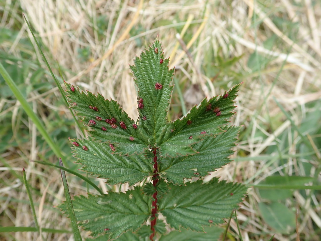 Dasineura engstfeldi