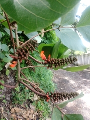 Erythrina breviflora