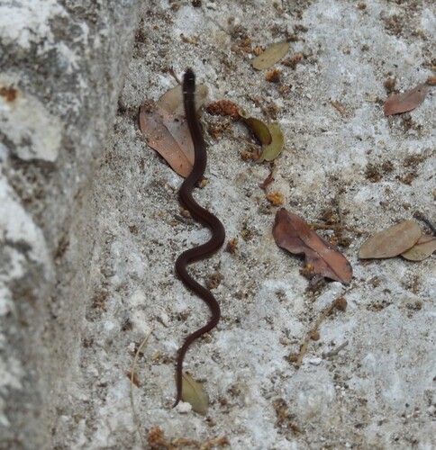 Photo of a Peninsula Stripeless Snake (Coniophanes meridanus)