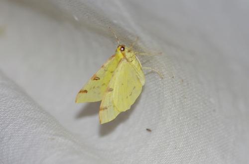 Photo of Brimstone Moth (Opisthograptis luteolata)