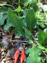 Iostephane heterophylla