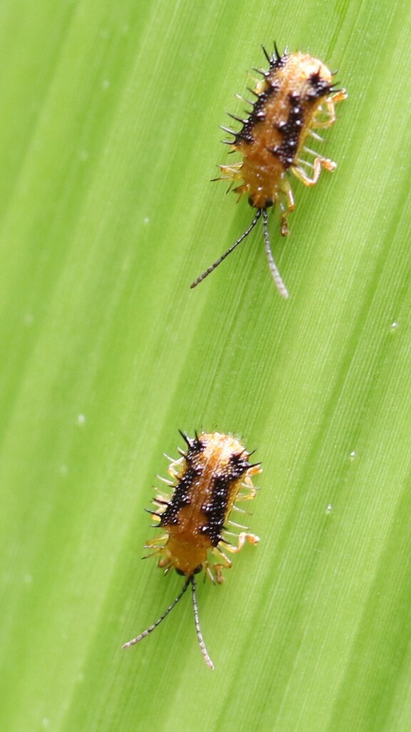 Dactylispa vittula