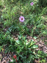 Iostephane heterophylla