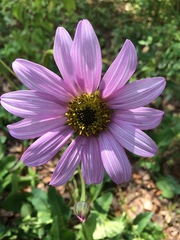 Iostephane heterophylla