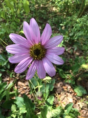 Iostephane heterophylla