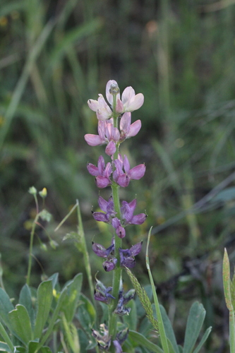 Hispanian lupine (Lupinus hispanicus)