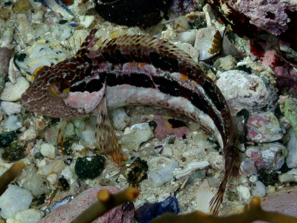 Autumn Klipfish (Clinus arborescens)