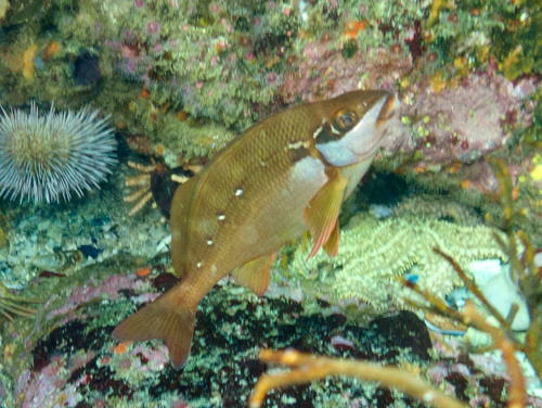 Twotone fingerfin (Chirodactylus brachydactylus) — Cheilodactylidae — 3