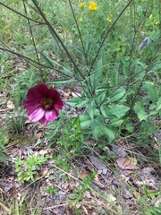 Cosmos scabiosoides