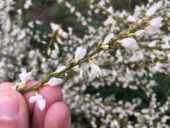 Cytisus multiflorus